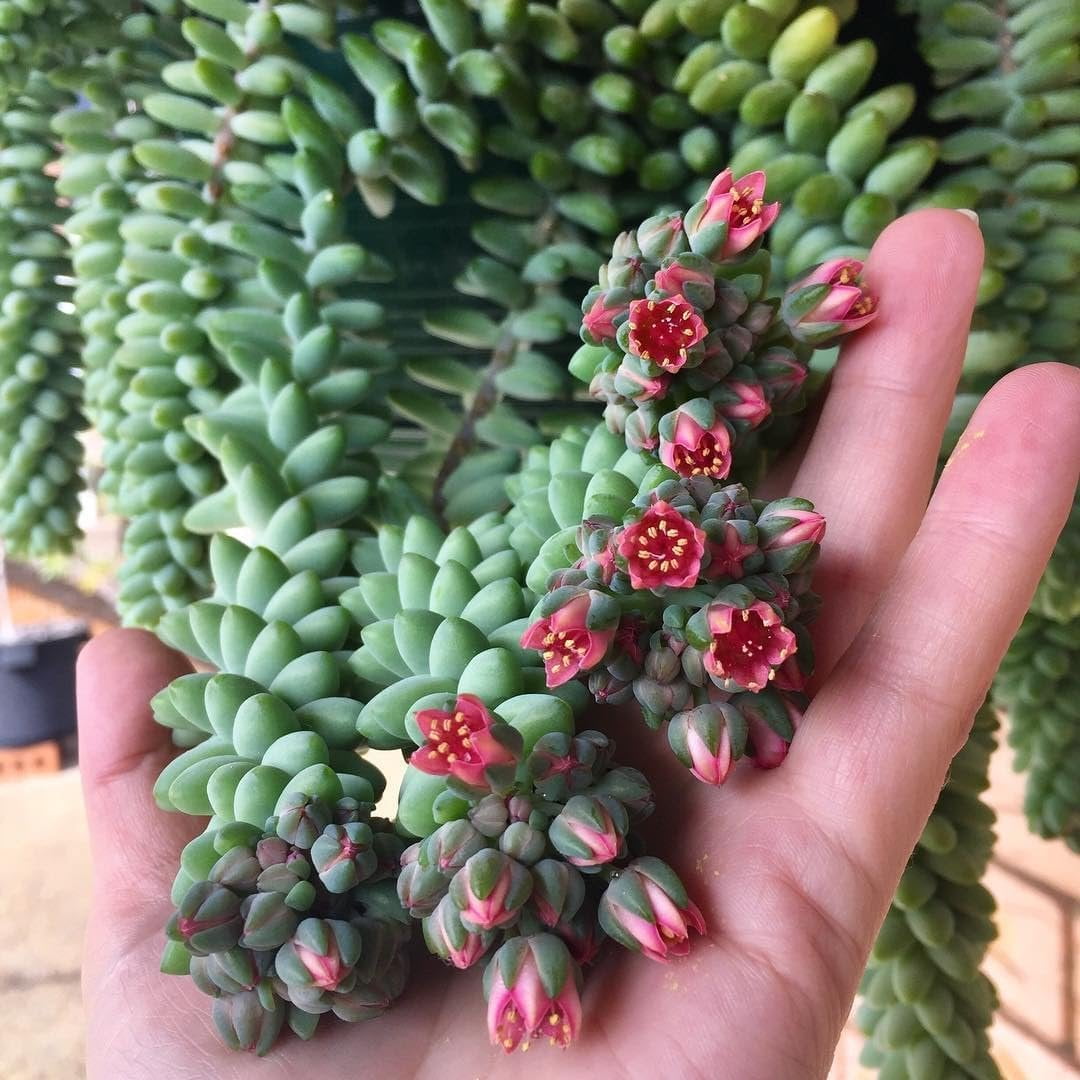 Burro's Tail - 4 Live Starter Plants in 2 Inch Pots - Sedum Morganianum - Drought Tolerant Indoor Outdoor Easy Care Succulent Houseplant