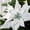 White, variant on Factory Direct Craft 10" Red Velvet Artificial Poinsettia with Clip, 4" Stem, Christmas Flower Pick, 6 Count