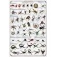 thumbnail image 3 of Laminated Arachnida Spiders Educational Science Chart Poster Laminated Poster 24 x 36in, 3 of 3