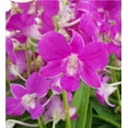 thumbnail image 5 of Live Purple Pink Dendrobium Orchid Plant 2" Pot 4 - 6" Tall No Bloom, 5 of 6