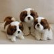 thumbnail image 1 of Juguete de peluche de perro sedoso de Pomerania superbonito, perro de simulación, muñeco de bebé, decoración del hogar, regalos de cumpleaños y Navidad para chico zhangyuxiang LED, 1 of 2