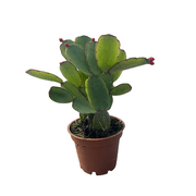 Red Easter Cactus - Rhipsalidopsis - Rare - 2.5" Pot