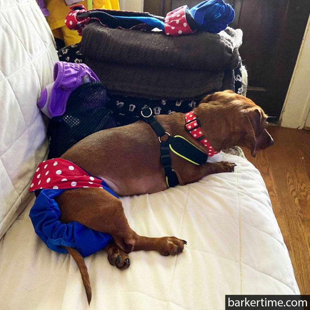 Barkertime Red Polka Dot on Blue Dog Diaper