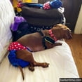 thumbnail image 6 of Barkertime Red Polka Dot on Blue Dog Diaper, 6 of 7