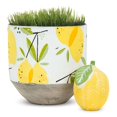thumbnail image 4 of Planteur de Citrons, 4 of 4