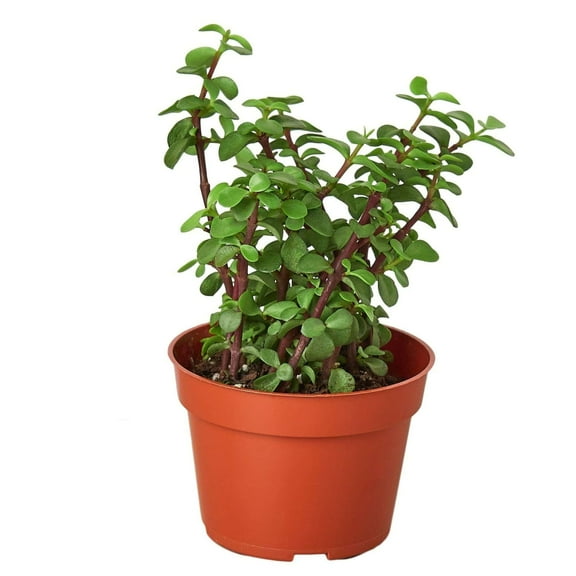 Succulent Elephant Bush Live Plant for Indoor | Different Houseplants in 4'' & 6'' Pot | Real House Plant for Living Room, Office, Desk & Bathroom | Portulacaria Afra