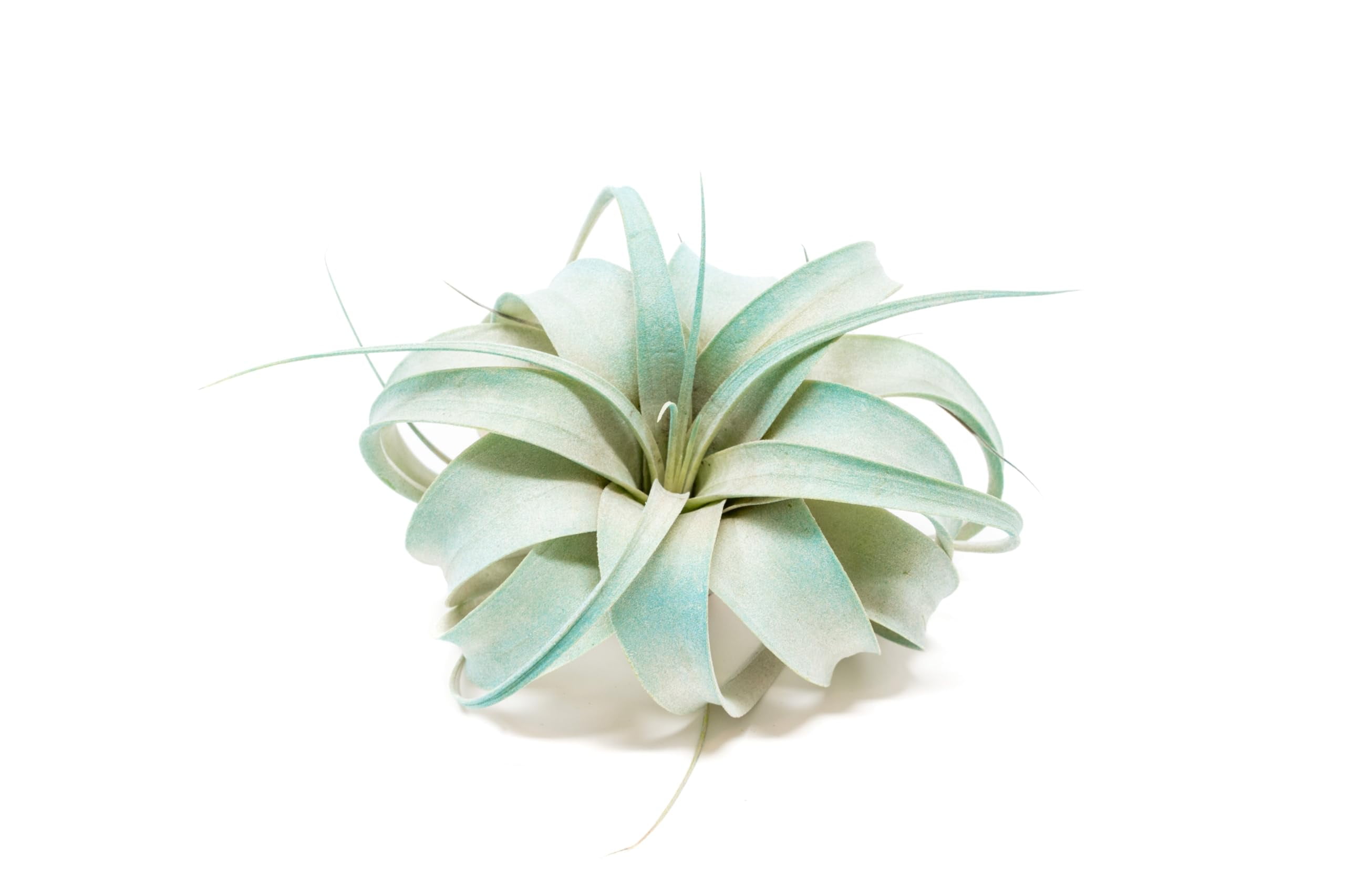 Teal Blue Colorful Tillandsia Air Plants - Long Lasting Color Enhanced Live Tillandsia Succulent House Plants - Home and Garden Decor - Easy Care Indoor and Outdoor (Mini Xerographica, Pack of 3)