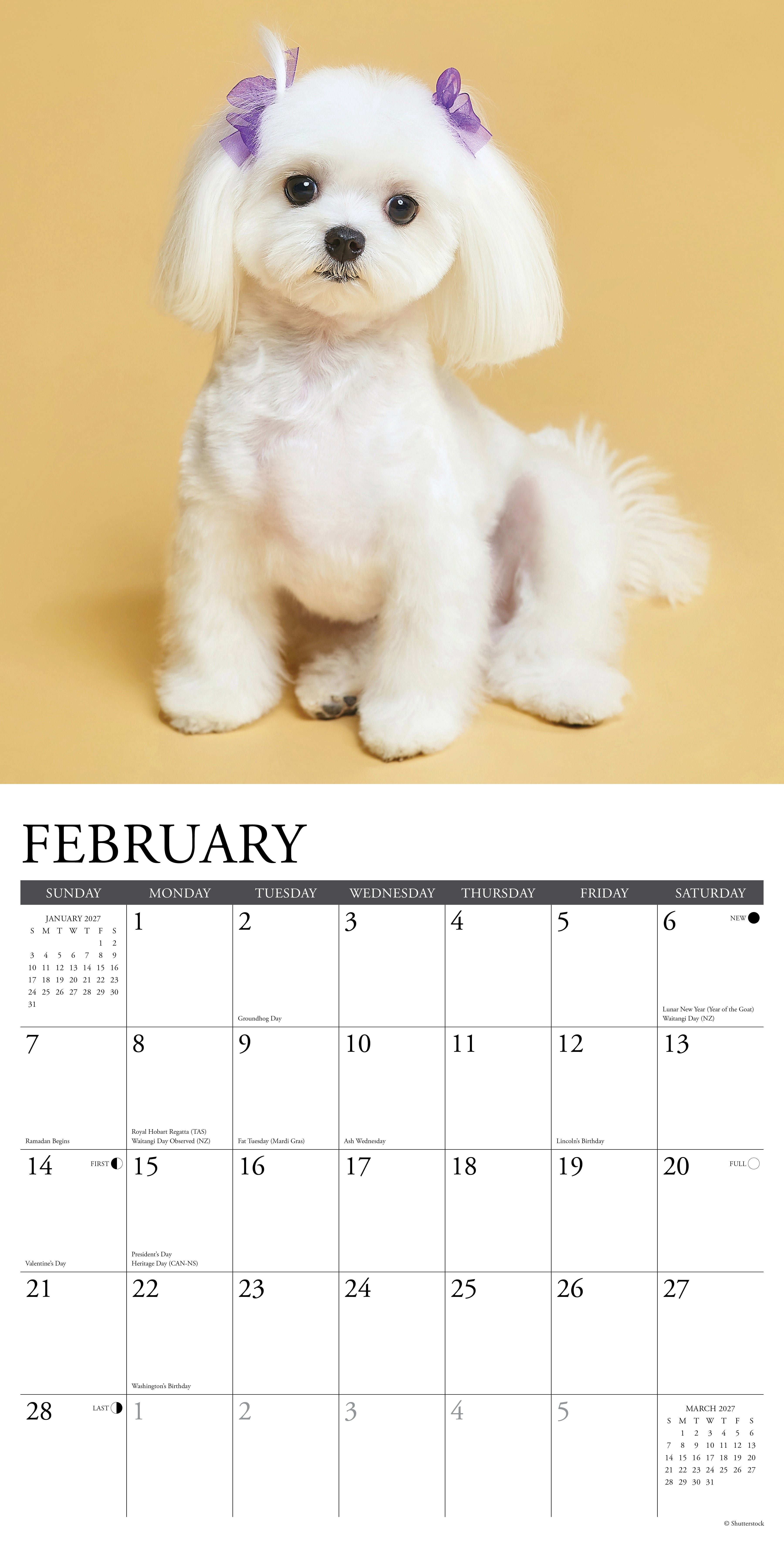 Willow Creek Press, Maltese 2027 Wall Calendar