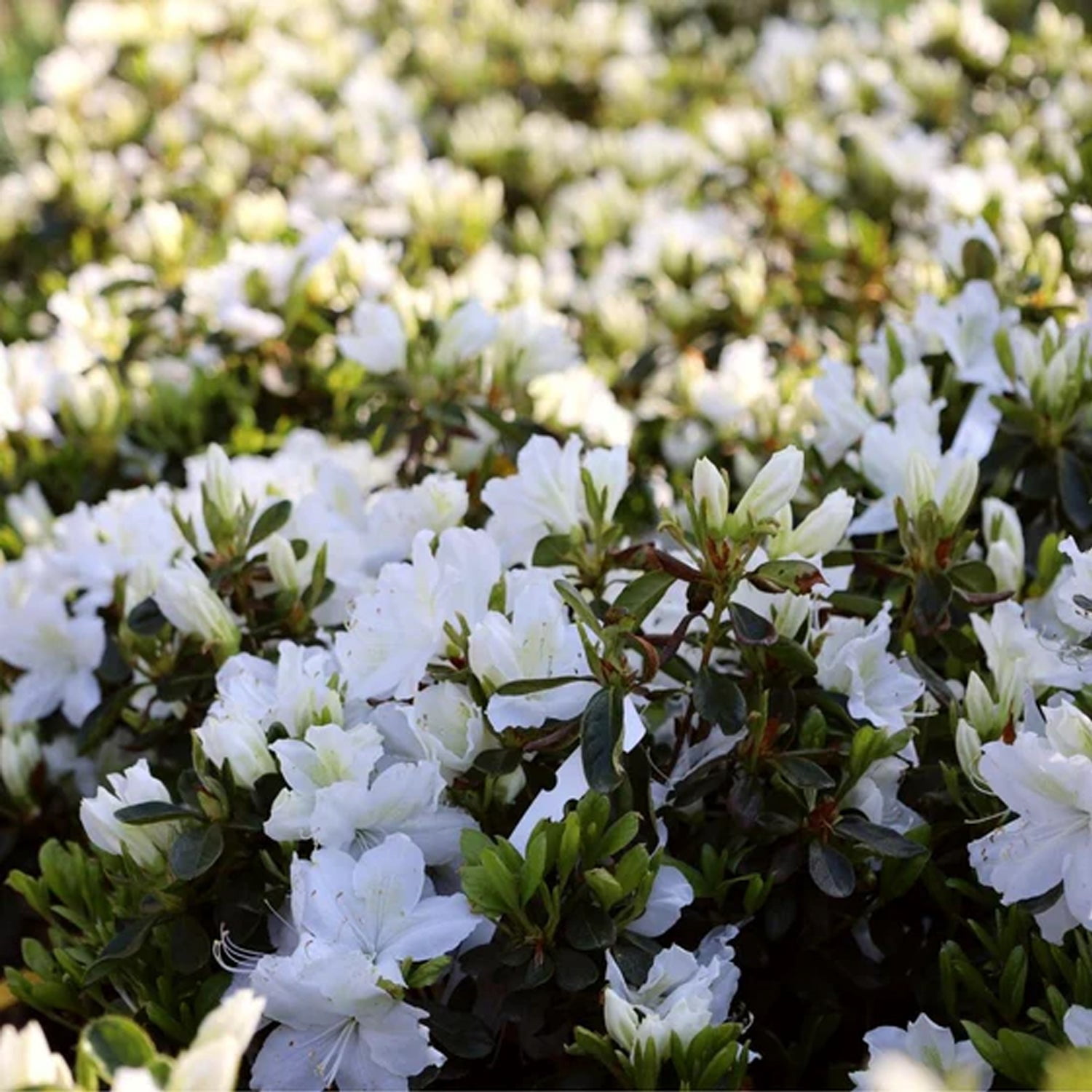 Expert Gardener 1-1.5 ft Azalea - Delaware Valley Live Shrub in 3- Gallon Grower Pot