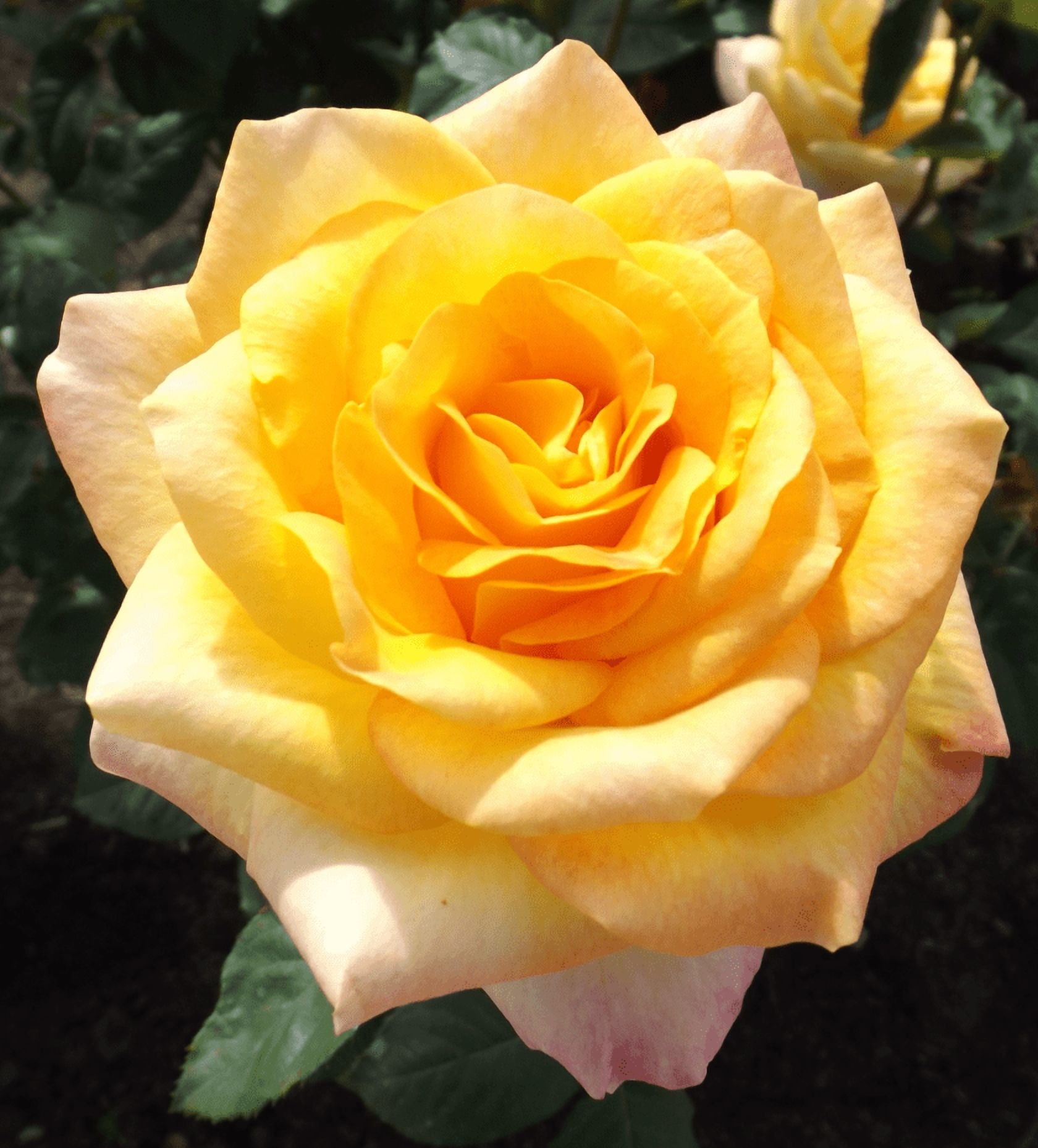 Gold Medal Rose Plant Live for Planting, Gold Rose Flowers Well Rooted Plant, 4-6 Inc Tall Indoor Outdoor