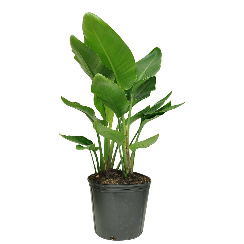 Costa Farms Live Indoor 24in. Tall White Bird of Paradise Plant in 10in