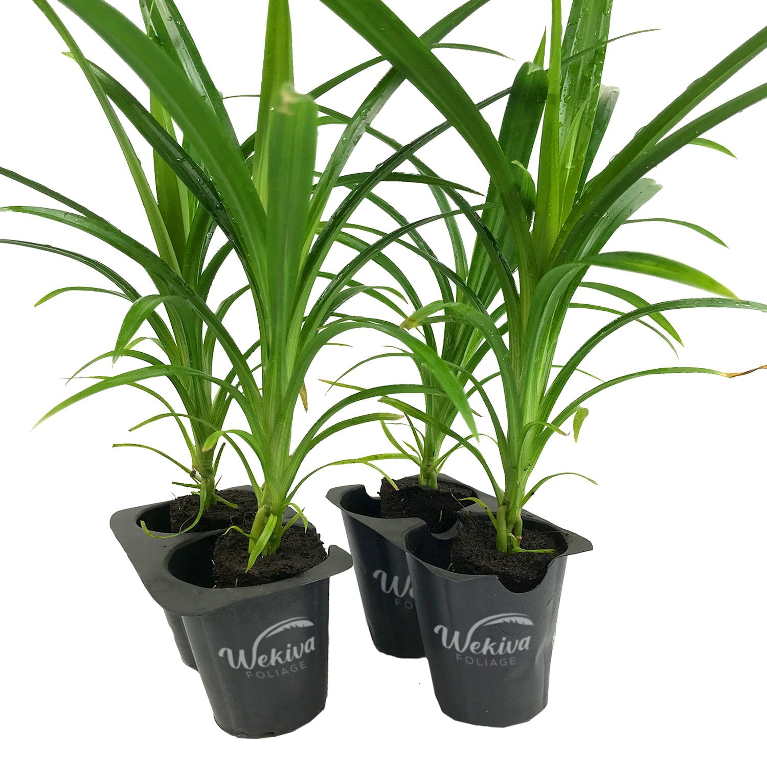 Pandan Plant - 4 Live Tissue Culture Starter Plants - Pandanus Amaryllifolius - Fragrant Flavor Sweet Edible Leaves