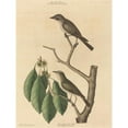 thumbnail image 3 of Mark Catesby 15x18 Black Modern Framed Museum Art Print Titled - The Little Brown Flycatcher (1731-1743), 3 of 5