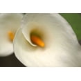 thumbnail image 2 of Crane, Rita 32x23 Gold Ornate Wood Framed with Double Matting Museum Art Print Titled - Calla Lilies VI, 2 of 4