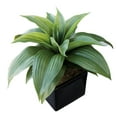 thumbnail image 2 of Mainstays 10.5" Artificial Dracaena Plant Arrangement in Black Ceramic Pot (10.5"H x 11"W x 10.5"D), 2 of 5