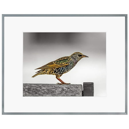 Metal Frame Art Golden State Art, 16x20 Picture Frame - Dark Gray Aluminum (Shiny Brushed) - Fit Photo 11x14 With Ivory Mat or 16x20 without Mat - Metal Frame by Golden State Art - Wall Mounting - Real Glass ()