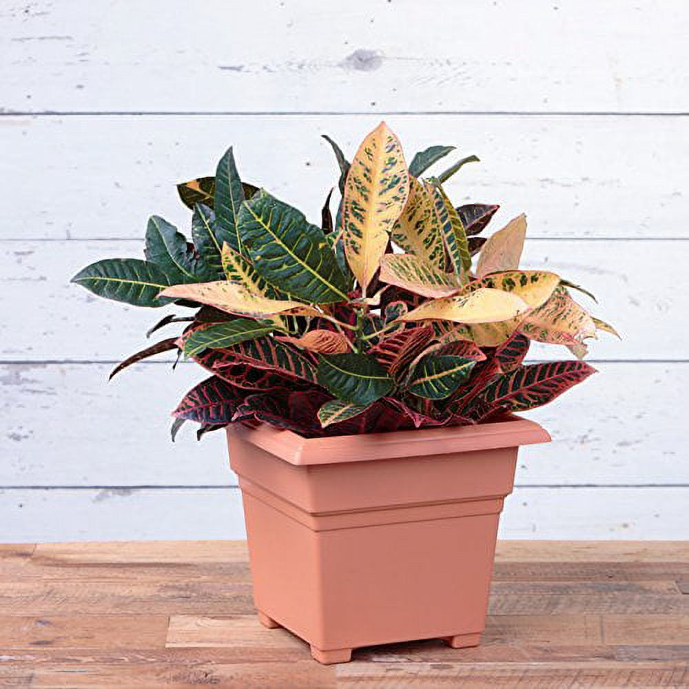 Root & Vessel Countryside Tub Planter, Terra, 14"