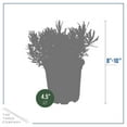 thumbnail image 3 of Live Aromatic and Edible Herb - Lavender (4 Per Pack), Natural Sleep Enhancer, 6" Tall by 4" Wide in 1 Pint Pot, 3 of 5