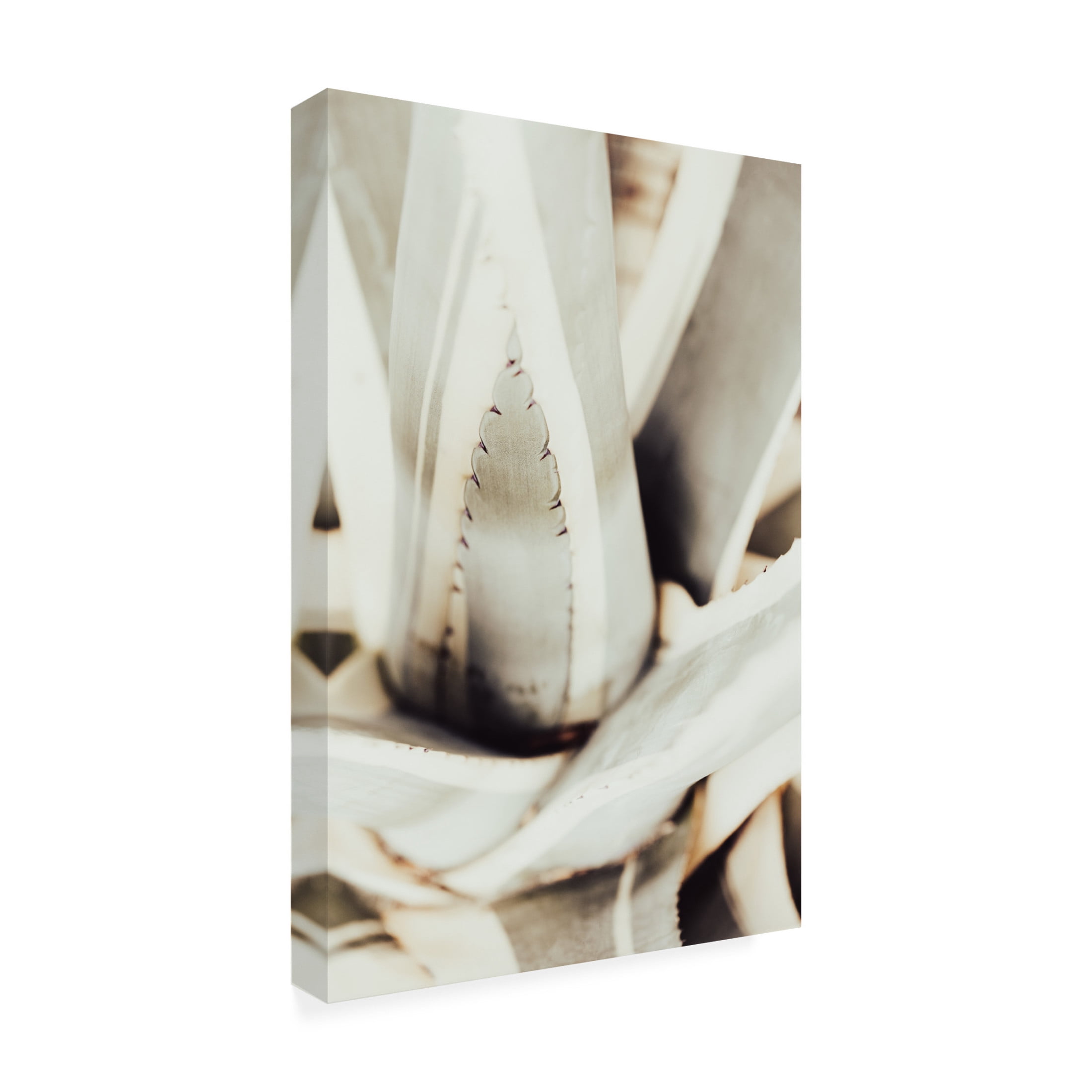 Trademark Fine Art Pictufy Studio Plant Close Up 1 Canvas Wall Art