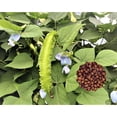 thumbnail image 3 of 10 Winged Bean Seeds for Planting - Easy to Grow Exotic Asian Winged Bean, 3 of 4