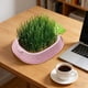 thumbnail image 4 of Bandeja Hidropónica con Forma de Piña para Sembrar Semillas | Vivero de Agua Transparente Sin Tierra | Plástico Reutilizable de Grado Alimenticio | Capacidad para 15-20 Semillas | Decoración Elegante, 4 of 6