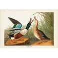 thumbnail image 2 of Audubon, John James 32x23 White Modern Wood Framed Museum Art Print Titled - Pl 327 Shoveller Duck, 2 of 4