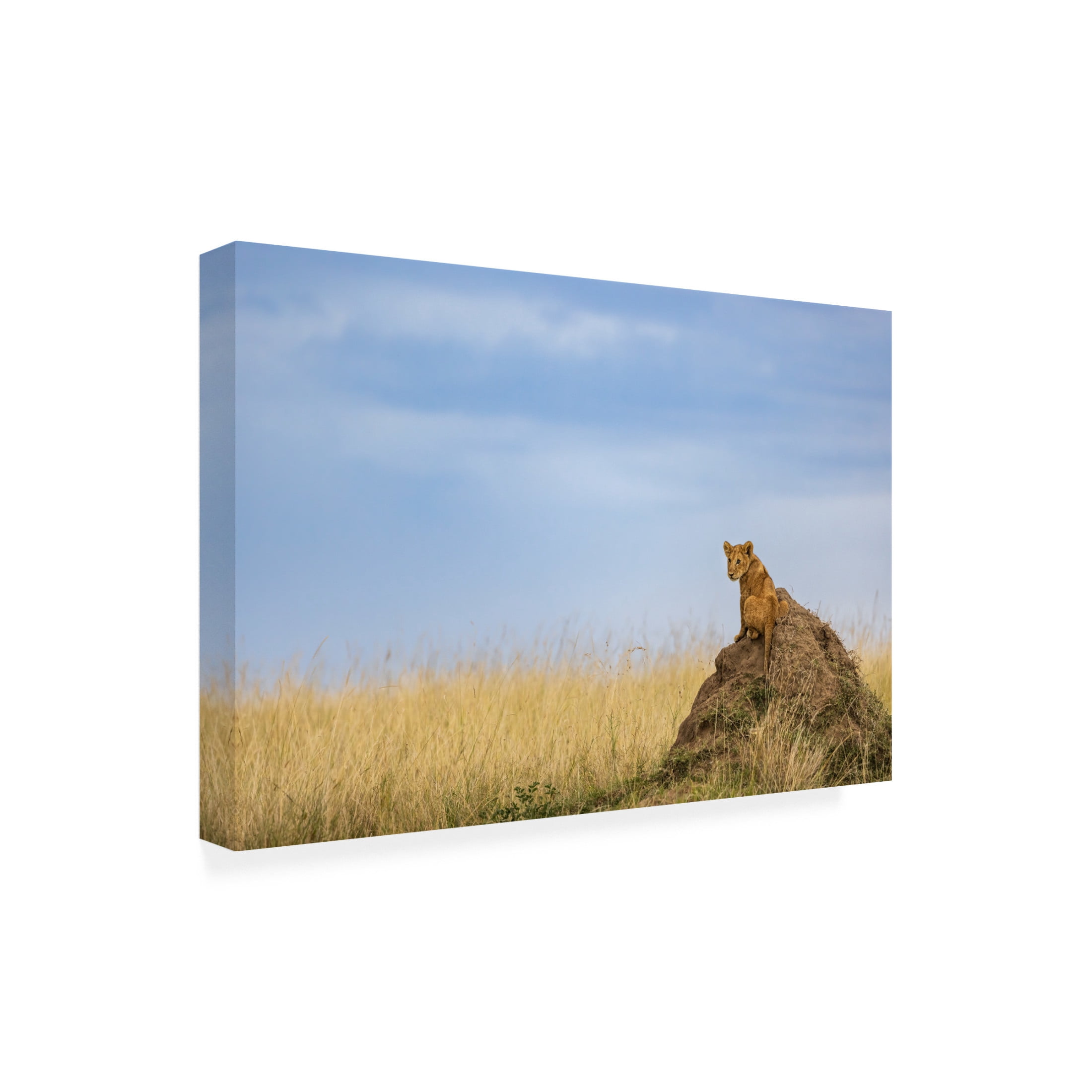 Trademark Fine Art Lokesh Kumar Rastogi The Prince Canvas Wall Art