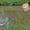 Orange, variant on Btomtd Fishing Gear,Camping Gear,Kids Telescopic Fish Net For Extendable And Non-slip Grip Of Colorful Tools For Catching Insect Fish