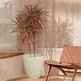 thumbnail image 4 of Maceta Minimalista 20x11 Moderna Interior Exterior beige Elly Decor MCA01TRR-20x11PMINA, 4 of 6