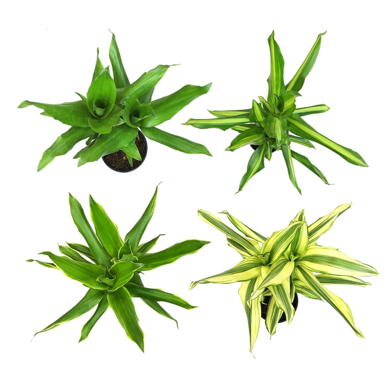 brande philodendron Philodendron Brandtianum – Lush Plant Co. Decatur