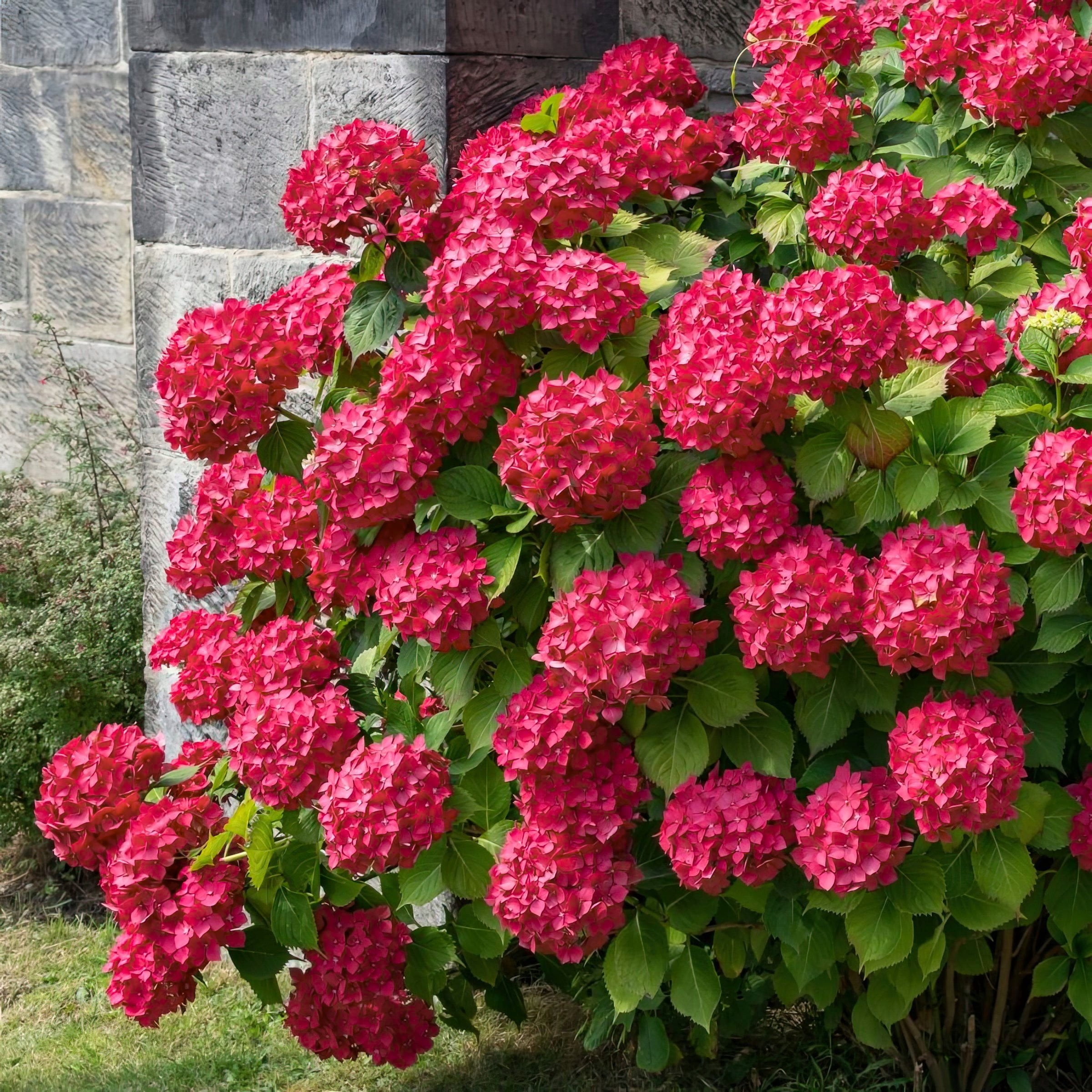 National Plant Network 1 gal Hydrangea 'Red Beauty' Live Perennial Shrub with Part Shade