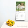 thumbnail image 5 of Lions | 2025 12x24" (Hanging) Square Wall Calendar | BrownTrout, 5 of 9