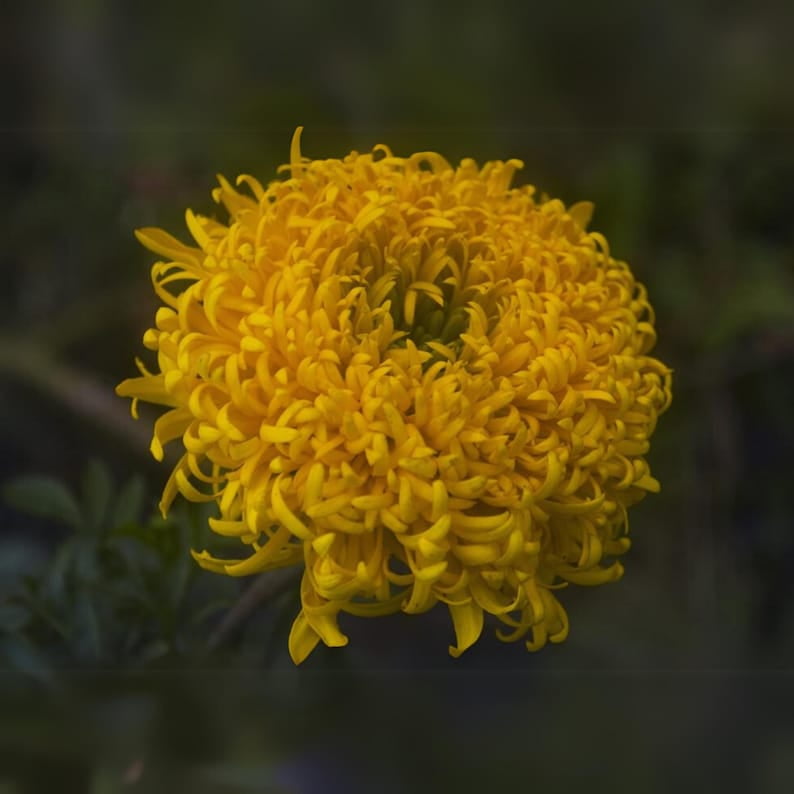 25 Pack Giant Yellow Marigold Seeds Edible Open-Pollinating Draft and Cold Dwarf Plant in Spring