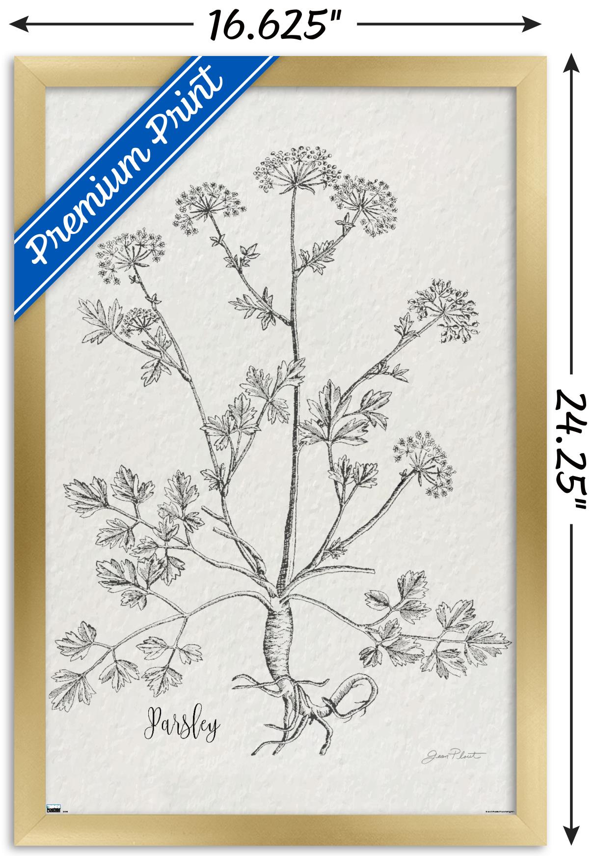 Jean Plout - Botanical Studies on Paper Parsley Wall Poster, 14.725" x 22.375" Framed