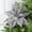 Silver, variant on Factory Direct Craft 10" Red Velvet Artificial Poinsettia with Clip, 4" Stem, Christmas Flower Pick, 6 Count