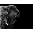 thumbnail image 2 of WildPhotoArt 24x20 White Modern Wood Framed Museum Art Print Titled - Elephant, 2 of 4