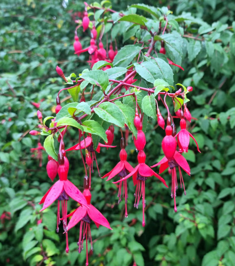 Fuchsia Marinka Plant Live in 4-6 Inc Tall, Hanging Basket Flower, Hardy Red Fuchsia Vine for Shade Gardens, USDA Zones 8-11
