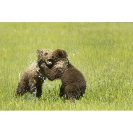 Alaska Cub Bear Knife Grizzly bear (Ursus arctos horribilis) cubs playfight in sedge grass Lake Clark National Park Alaska United States Canvas Art - Daisy Gilardini Design Pics (19 x 12) ()