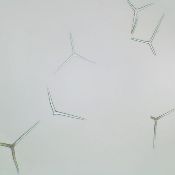 Grantia Isolated Spicules, W.M. Microscope Slide