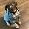 thumbnail image 7 of Cozy Winter Dog Hoodie for Small Dogs & Cats - Fleece Lined Chihuahua Sweater with Pocket, Autumn Puppy Outfits(Grey, M), 7 of 7
