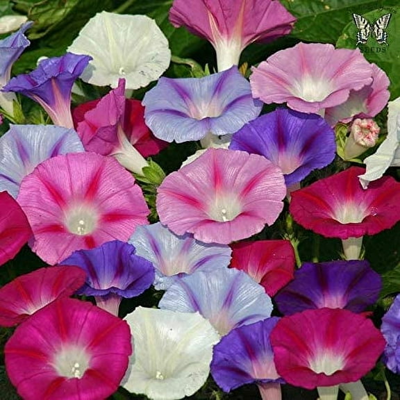 CZ Grain Morning Glory Climbing Vine 150 Seeds