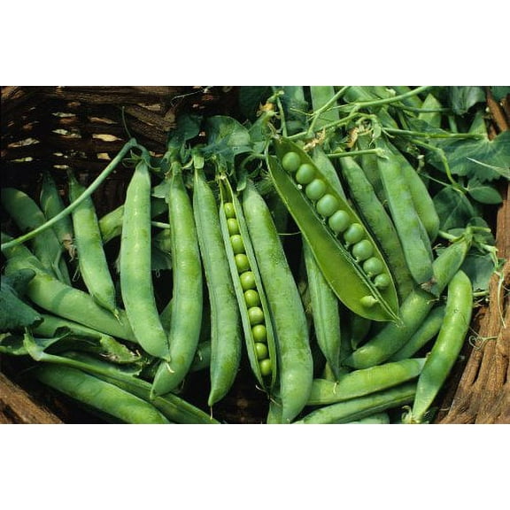 Pea Green Arrow Great Heirloom Vegetable by Seed Kingdom Bulk 1 Lb Seeds