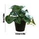 thumbnail image 4 of Planta artificial de Peperomia argyreia grandis en maceta | Hojas de plástico verde realistas | Pequeña decoración de suculentas de imitación para el hogar, la sala de estar, la oficina, el estante, 4 of 5