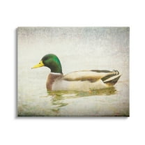 Stupell Industries Peaceful Mallard Duck Bird Swimming Water Detailed Canvas Wall Art, 20 x 16, Design by Daniel Sproul
