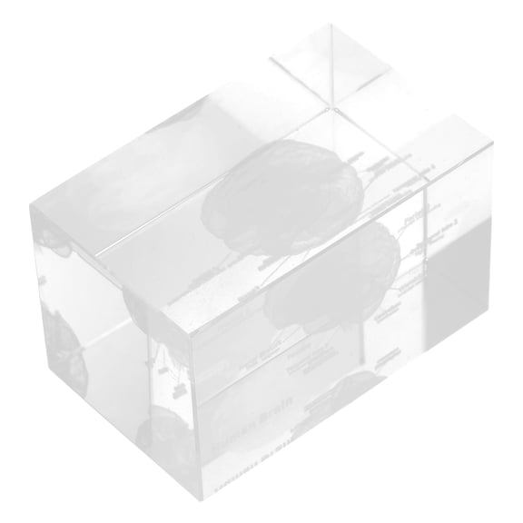 OULII Transparent Crystal Brain Anatomy Model Paperweight with Intricate Engraving for Display