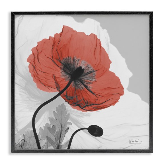 Stupell Industries Modern Translucent Red Poppy Floral Modern Flower Photography Black Framed Giclee Art, 12 x 12, by Albert Koetsier