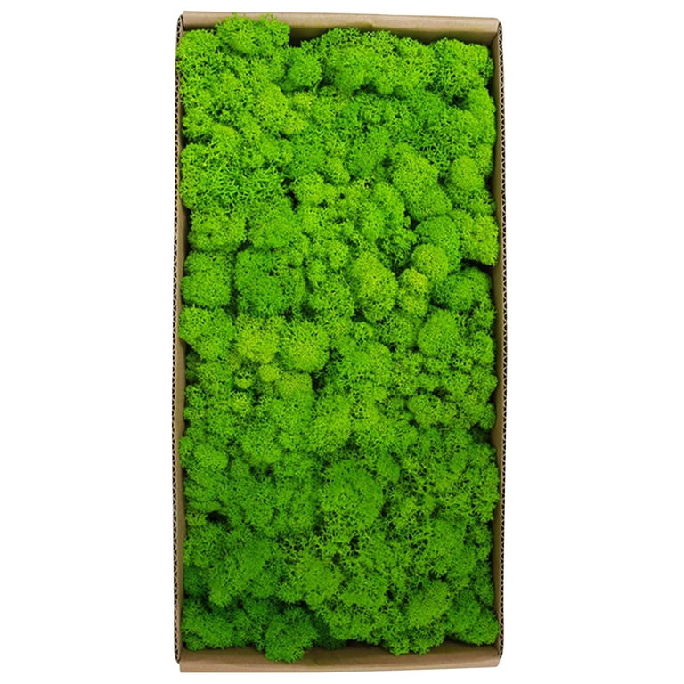 Htovila Preserved Moss Wall Decor Real Preserved Moss No Maintenance  Required Naturally Preserved Moss for Home Wall Party Festivals Crafts Xmas  Indoor Office Decoration 
