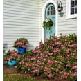 thumbnail image 3 of Encore Azalea Autumn Carnation (3 Gallon) Pink Flowering Shrub - Full Sun Live Outdoor Plant, 3 of 10