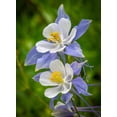 thumbnail image 6 of Seedville 50 Blue Rocky Mountain Columbine Flower Seed, Attracts Bees, Birds & Butterflies, 6 of 11