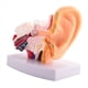 thumbnail image 3 of 3X Modelo de Anatomía del Oído Humano 1,5 Veces Mostrando la Estructura de los Órganos de las Orejas Centrales y Externas Suministros de Enseñanza Médica, 3 of 5
